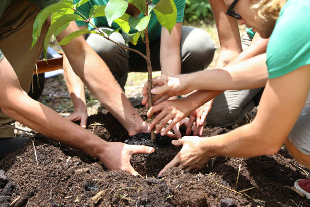 persone che piantano piantine di alberi insieme - vegetable garden planting environment human hand foto e immagini stock