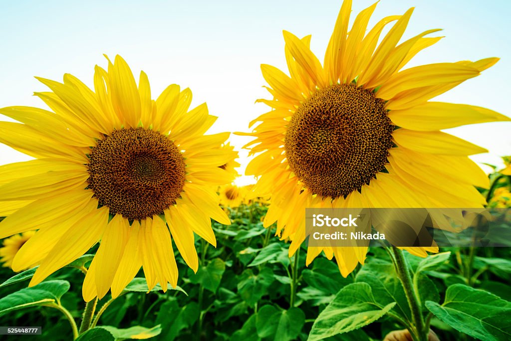 Sunflowers Beautiful Sunflowers Agricultural Field Stock Photo