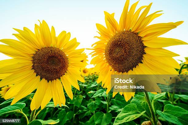 Sunflowers Stock Photo - Download Image Now - Agricultural Field, Agriculture, Backgrounds