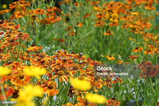 Helenium Flowers Stock Photo - Download Image Now - Bitterweed, Botany, Flower