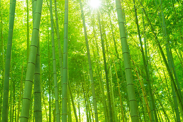 bosque de bambú, kyoto, japan - tree bamboo tall japanese culture fotografías e imágenes de stock
