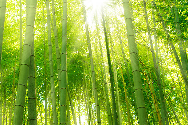 foresta di bambù, kyoto, giappone - vibrant color horizontal japan branch foto e immagini stock