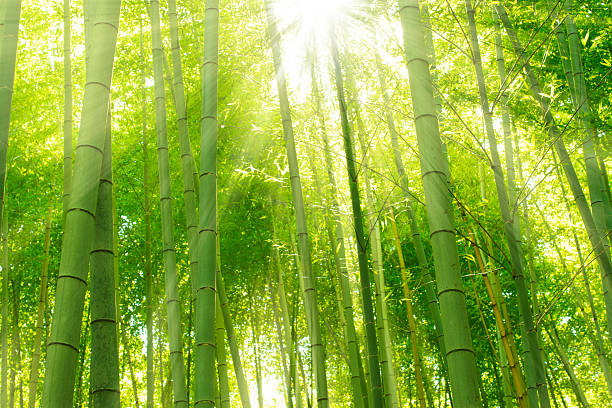 竹林、京都、日本 - bamboo shoot 写真 ストックフォトと画像