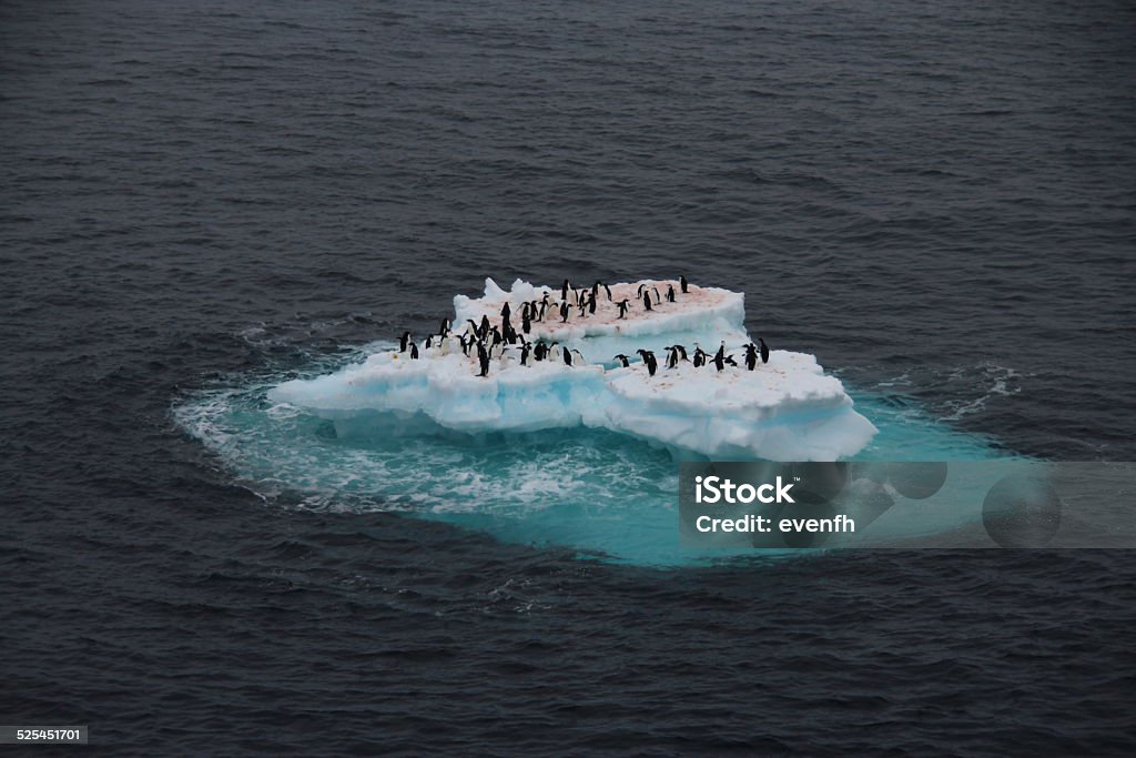 Penguins on iceberg, Antarctica Chinstrap penguins and adelie penguins gathered on an iceberg between South Georgia and the South Shetland Islands en route to Antarctica Chinstrap Penguin Stock Photo