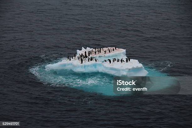 Penguins On Iceberg Antarctica Stock Photo - Download Image Now - Chinstrap Penguin, South Orkney Island, Adelie Penguin