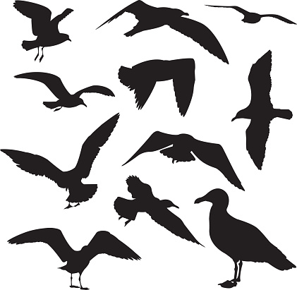 Vector silhouette set of seagulls.