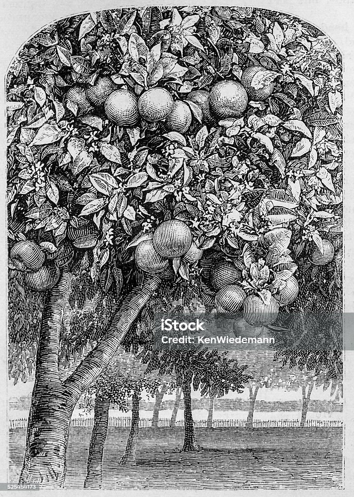Fruit and Flowers 19th century illustation of  the  fruit and flowers of an orange tree in a Florida Orchard.   From a December 1875 issue of Harper's New Monthly Magazine Orchard stock illustration