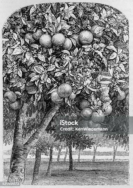 Fruit And Flowers Stock Illustration - Download Image Now - Orchard, Drawing - Art Product, Etching