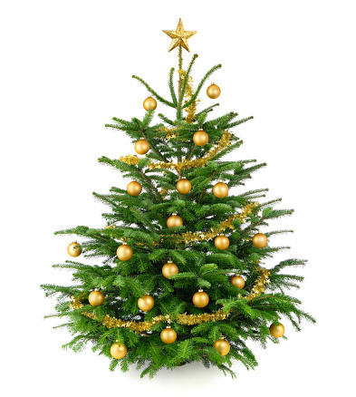 Clean studio shot of a very nice natural Christmas tree decorated with gold baubles and garland, isolated on white