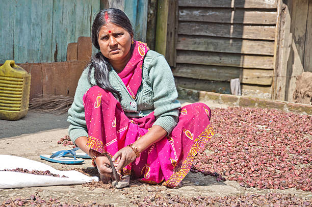 Darjeeling, India - October 22, 2011: An Unidentified Indian lady in Indian dress peels dry Indian herb. This picture is taken on the way from Darjeeling to Gungtok, India