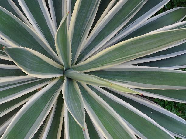 istock Close up of spikey, striped plant 525470266