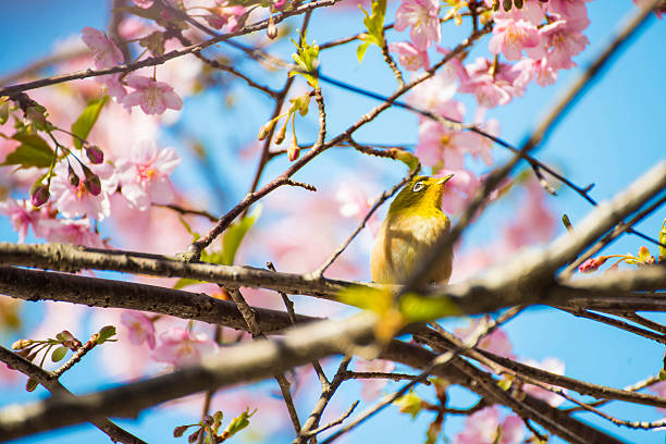 istock Beautiful sakura or cherry blossom in Ueno park 525470706