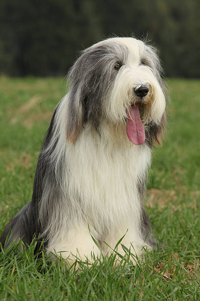 istock Amazing Bearded collie sitting 525471460