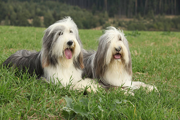istock Two amazing bearded collies lying in the grass 525471538