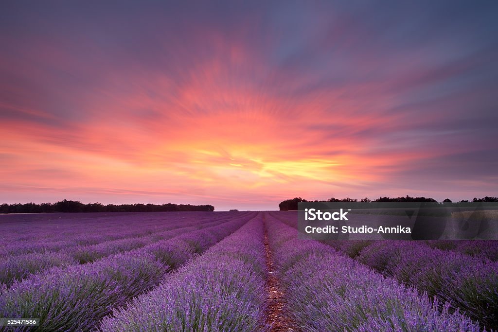 Sunset lavender Sunset over a summer lavender field in Provence, France Abundance Stock Photo