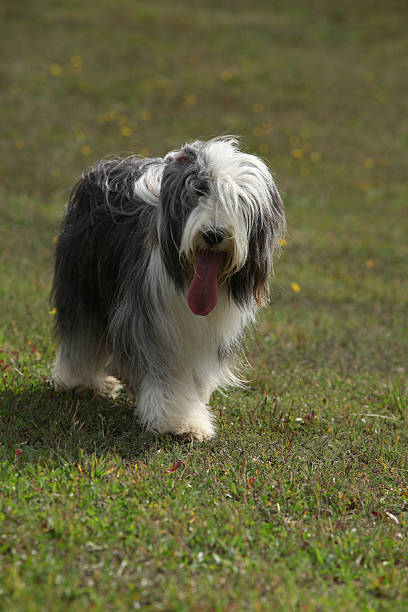 istock Beautiful bearded collie standing in the nature 525471620