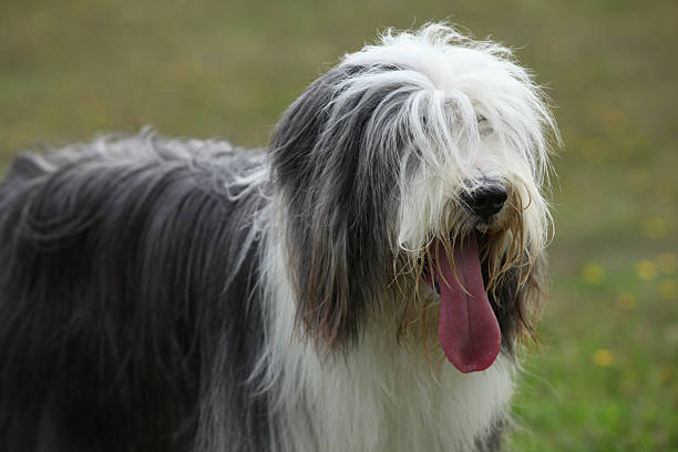 istock Portrait of beautiful bearded collie 525471682