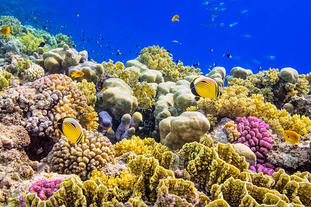 colorido arrecife de coral del mar rojo, cerca de marsa alam - tropical fish saltwater fish butterflyfish fish fotografías e imágenes de stock