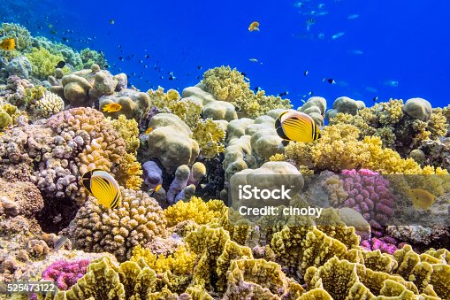 istock Colorful Coral Reef on Red Sea nearby Marsa Alam 525473122