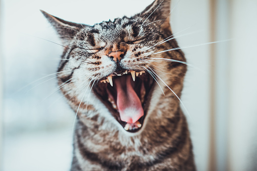 istock Striped tabby cat giving a big yawn 525473568