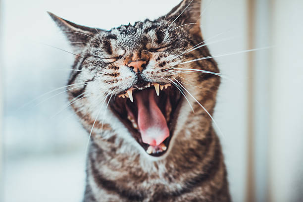 Striped tabby cat giving a big yawn stock photo