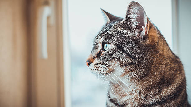 istock Alert tabby cat sitting indoors 525473610