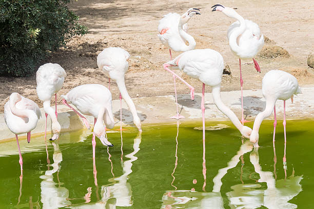 istock Flamingos resting on the shore of a pond 525474580