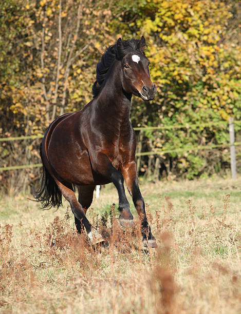 istock Brown mare of czech sport pony running 525475348