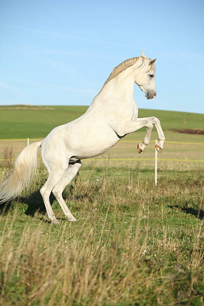 istock Beautiful white arabian stallion prancing 525476558