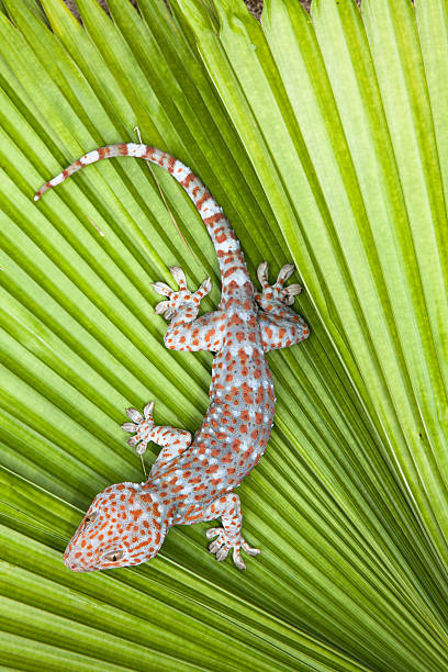 istock Spotted gecko on a green leaf palm. 525478108