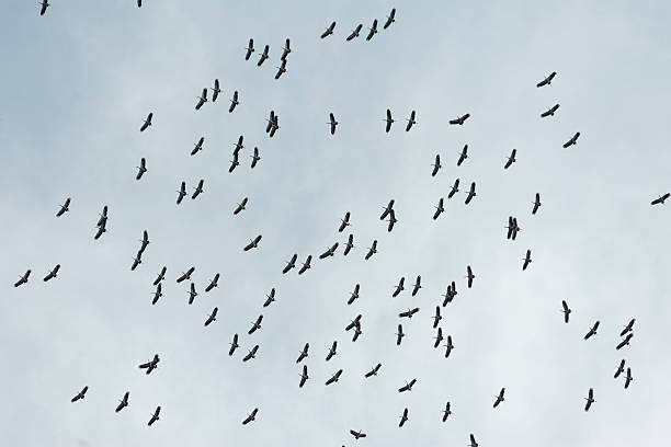 istock flock of flying birds 525479424
