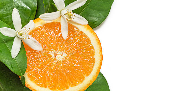 istock Orange with leafs and blossom in a white background 525480296