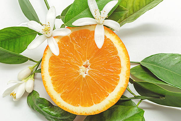 istock Orange with leafs and blossom in a white background 525480376