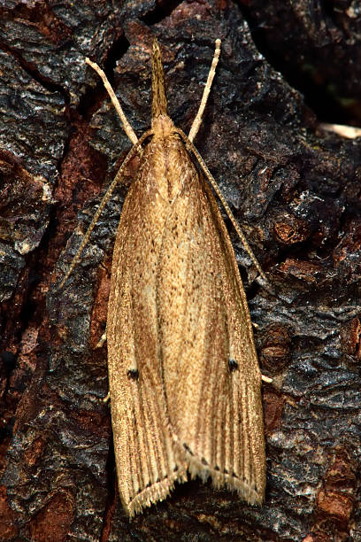 Chilolo Insecto 110+ Chilo Stock Photos, Pictures & Royalty-Free Images - iStock