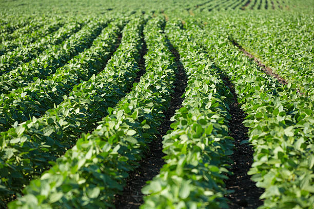 istock Rows of young soybean plants 525481560