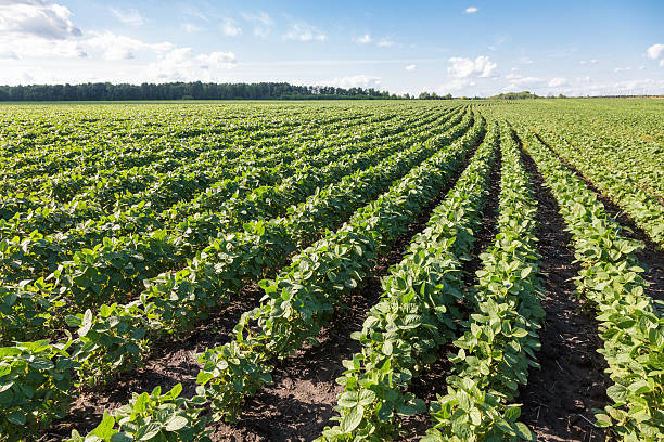 istock Rows of young soybean plants 525482050