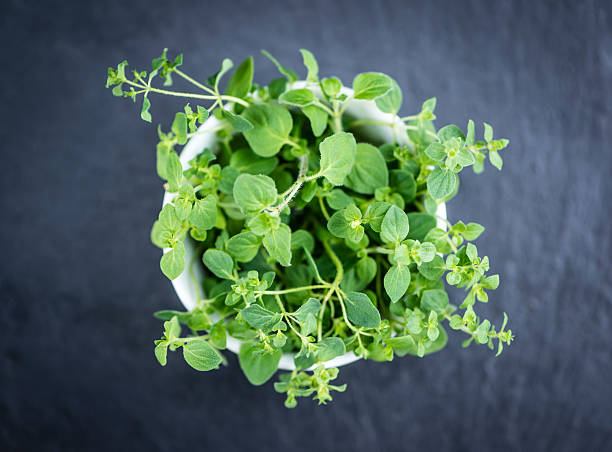 istock Oregano on a slate slab 525483918