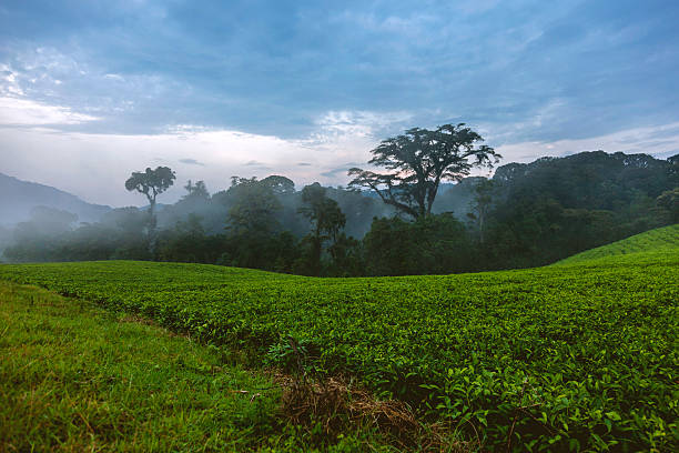 istock The cloudy sky overshadows to the rainforests. 525485746