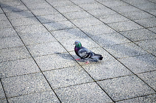 istock urban pigeon walking on the street 525485988