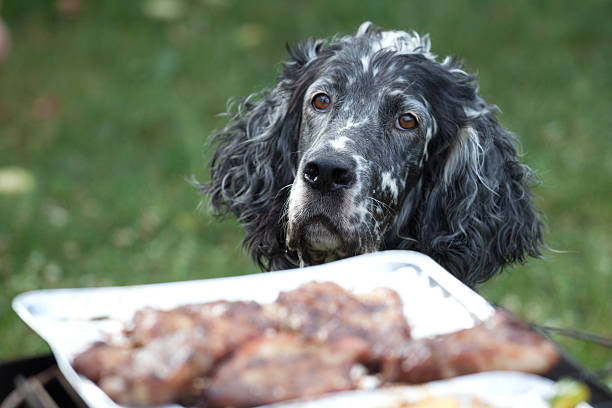 Close-up view of an English Setter, specifically of the Blue Belton variety, characterized by its distinctive speckled coat of black and white fur. The background consists of a dry, earthy ground with scattered grass patches, providing a natural, rustic setting that complements the dog's serene expression. The dog's long, wavy ears and soulful eyes add to the overall impression of wisdom and gentlenes