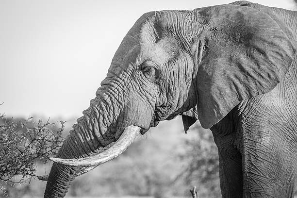 istock Side profile of an Elephant in black and white in 525487322