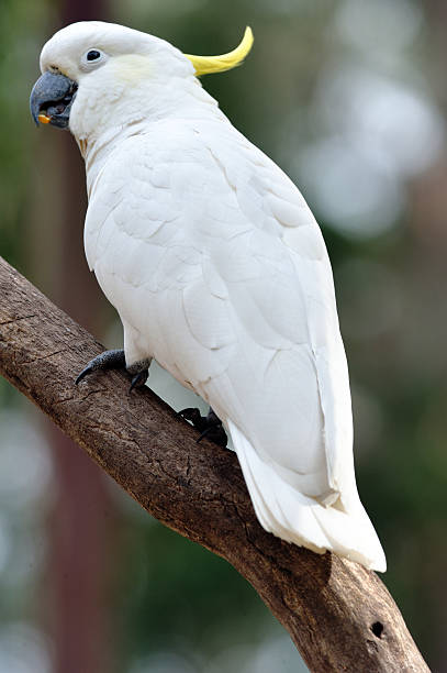 istock sulphur Crested Cockatoo 525487422