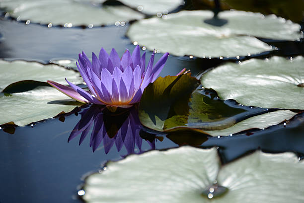 Violet water lily stock photo