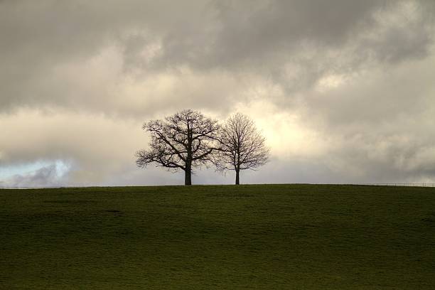 istock Silhouette of two trees on grassy bank 525489526
