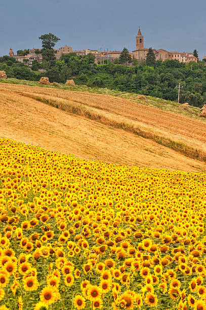 istock Country landscape in Marches (Italy) 525490256