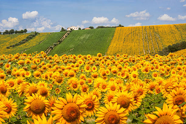 Country landscape in Marches (Italy) Country landscape in Marches (Italy) at summer: field of sunflowers marche italy photos stock pictures, royalty-free photos & images