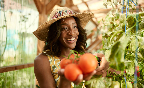 Friendly woman harvesting fresh tomatoes from the greenhouse garden putting