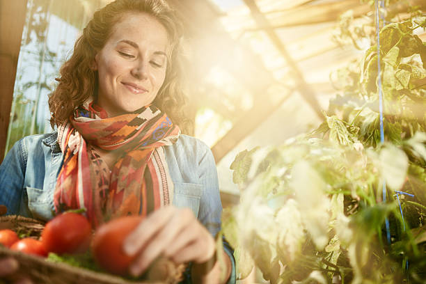 raccolto di pomodori freschi donna in serra giardino mettere - women mature adult mature women beautiful foto e immagini stock