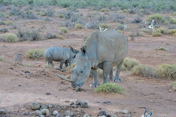 istock Rhino and her calf 525492854
