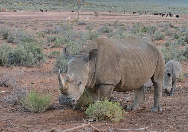 istock Rhino and her calf 525493652
